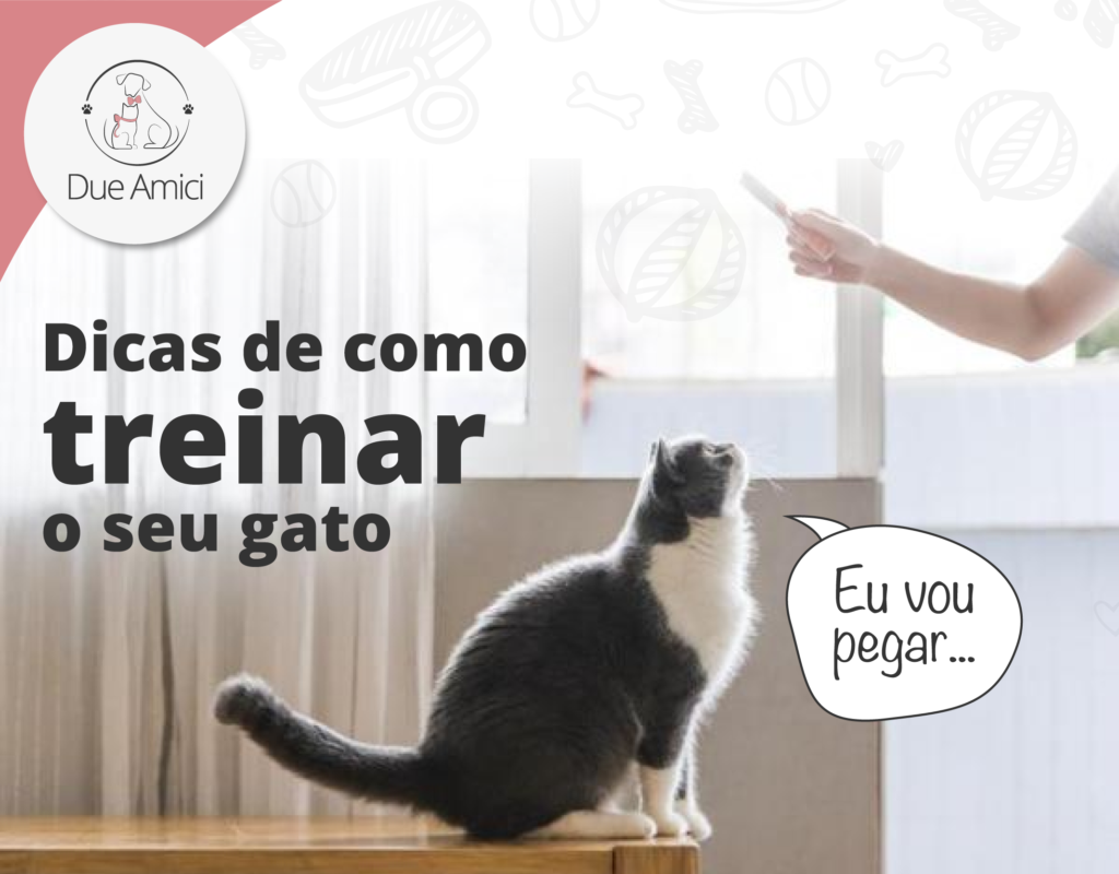 Por que deve treinar o seu gato e como fazê-lo em 5 passos